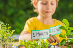 Gully Gardeners - Herb Planting Workshop For Adults And Kids