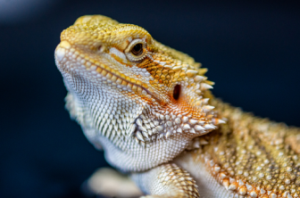 Lizard wizard