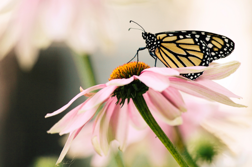 How to Create a Butterfly Friendly Garden