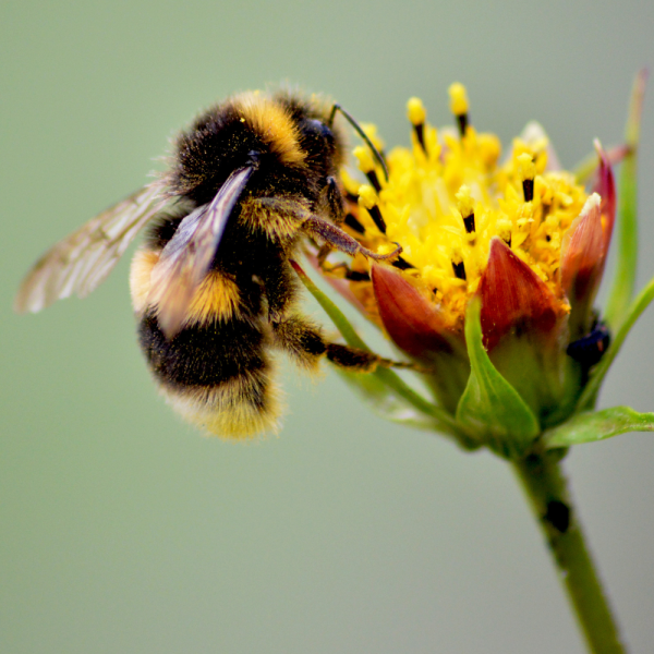Pollinators