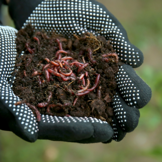 Worm Farm Learning Session