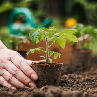Introduction to gardening using permaculture principles