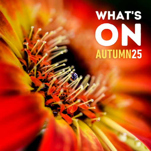 What's On Autumn 25 