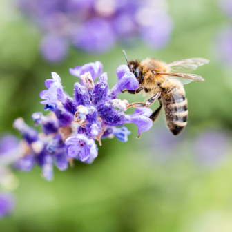 Introduction to Fragrant Plants