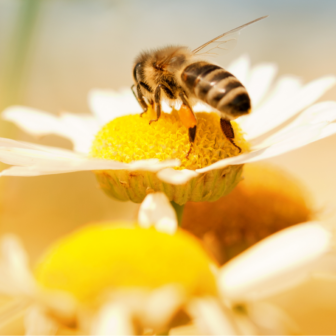 Yarra Valley Bee Group information session