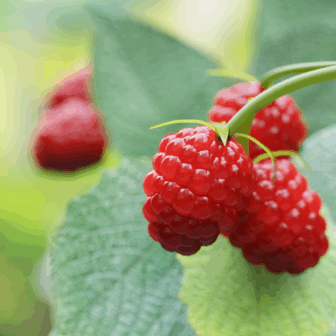 Introduction to an Edible Forest