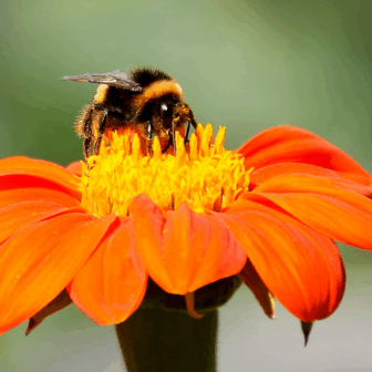 World Bee Day Workshop