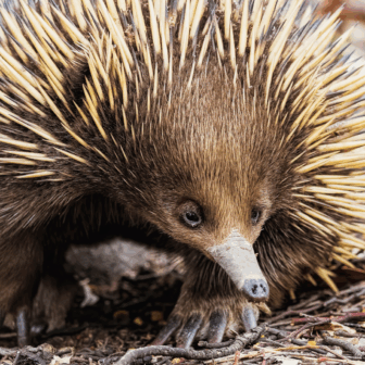 What does Healesville Sanctuary actually do for people and wildlife?