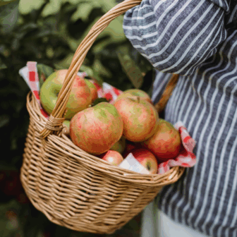 How to start a home orchard
