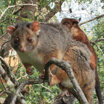 Rope Bridge Making for Local Wildlife